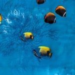 Штора для ванны Доляна «Рыбки», 180x180 см, EVA